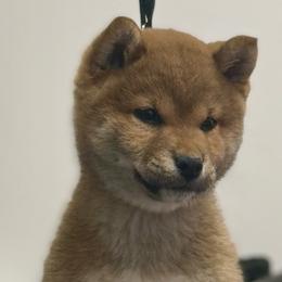 Lux- SHOW HOME ONLY - Red male Shiba Inu puppy in Cincinnati, Ohio from Timberwood Paws