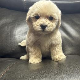 Baby red - Cream male Maltipoo puppy in Berea, Kentucky from Blair’s Furry Friends