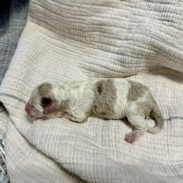 Todd - Red merle male Aussiedoodle puppy in Charlestown, Indiana from Forever Aussies and A Doodle