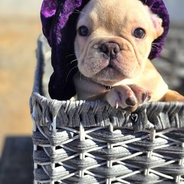 French Bulldog Puppies from County Of Orange Frenchie Family