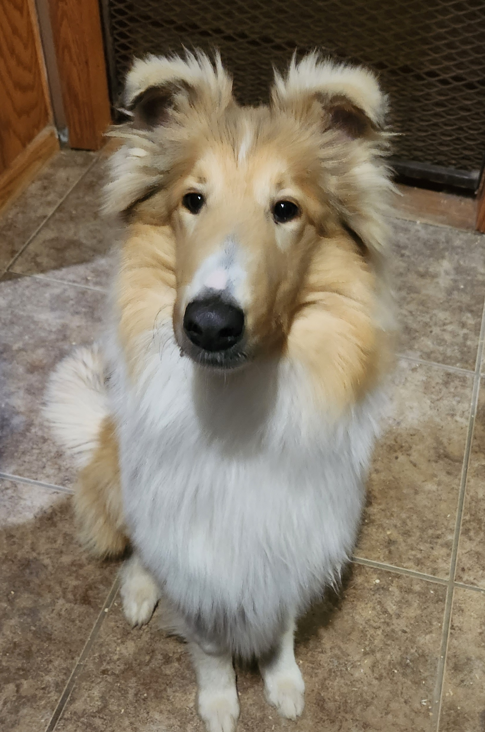 Collie All Grown Up from Garlind Ridge Collies