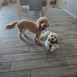 Goldendoodle All Grown Up from Goldendoodle AZ
