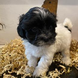 Havanese Puppies from Happy Tail Companions