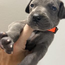 Dancer - Blue female Great Dane puppy in Batavia, Illinois from Dream Danes House of Cambridge Great Danes