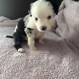 Lilly - Blue merle female Miniature Australian Shepherd puppy in Altoona, Florida from Ty's Fluff Butt Acres