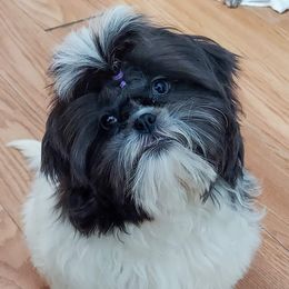 Mojito - Shih Tzu