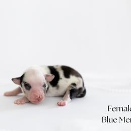 Girl 1 - female Miniature Australian Shepherd puppy in Wooster, Ohio from Kari's Mini Aussies