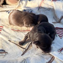 Boy 5 - Chocolate brindle male Havanese puppy in East Lansing, Michigan from VanCort's Happy Havanese