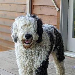 Sheepadoodles from Cook Family Farm