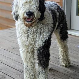 Sheepadoodles from Cook Family Farm
