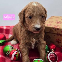 Minky - Red  female Goldendoodle puppy in Neillsville, Wisconsin from Granton Creek