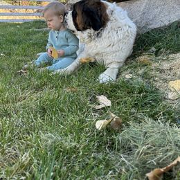 Aussiedoodle, Goldendoodle, Poodle, Saint Berdoodle, Saint Bernard, and Sheepadoodle All Grown Up from Rocky Ridge Ranch