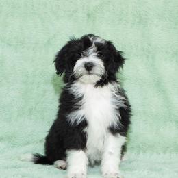 Ruby - White and black female Bordoodle puppy in West Valley City, Utah from Tucker Bordoodles
