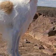 Borzois and Collies from Kaigans K9s