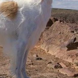 Borzois and Collies from Kaigans K9s