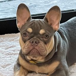 Jade - French Bulldog