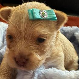 Bendi - Gold female Yorkshire Terrier puppy in Howe, Oklahoma from Ray Holder