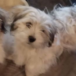 Boy 1 - Charcoal Lhasa Apso puppy in Tulsa, Oklahoma from Eternal Puff Lhasa Apsos