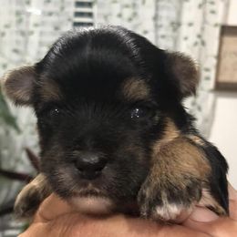 Morkies and Yorkshire Terriers from Lila’s Breeder Boutique
