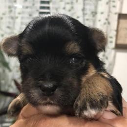 Morkies and Yorkshire Terriers from Lila’s Breeder Boutique