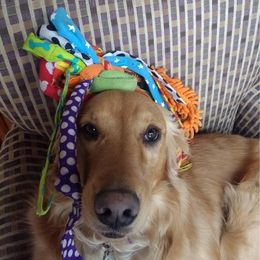 Golden Retriever All Grown Up from Sam's Goldens