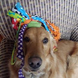 Golden Retriever All Grown Up from Sam's Goldens