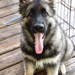 Don't Worry - Gray sable Shiloh Shepherd puppy in Tenafly, New Jersey from Island Shilohs