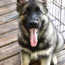 Don't Worry - Gray sable Shiloh Shepherd puppy in Tenafly, New Jersey from Island Shilohs
