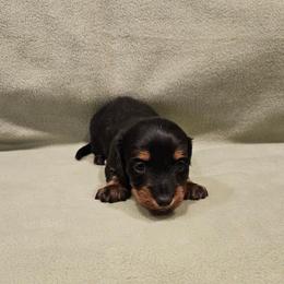 Kurtis - Black and tan male Dachshund puppy in Tower City, Pennsylvania from Stoney Mountain Mini Doxies