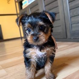 Allie - Black and tan female Yorkshire Terrier puppy in Kissimmee, Florida from The Yorkie House