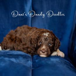Aussiedoodle Puppies from Dani's Dandy Doodles