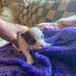 Vinny - Blue and white male Chihuahua puppy in Red Bluff, California from Aye Chihuahua