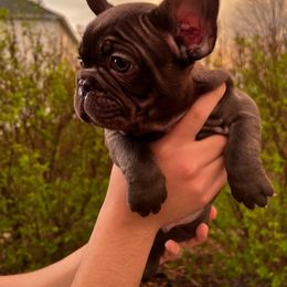 French Bulldog Puppies from De Los Angeles Breeding