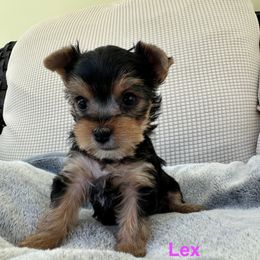 Lex - Black and tan female Yorkshire Terrier puppy in Ashland, Kentucky from Yorkie Paw