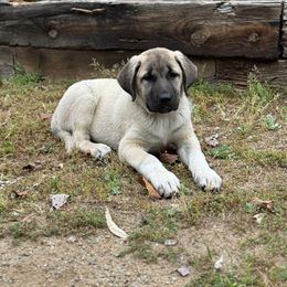 Anatolian Shepherd Dog Puppies from Apex Anatolians