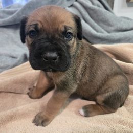 Boy 3 - male Cane Corso puppy in Beaver Crossing, Nebraska from Blue River Cane Corso