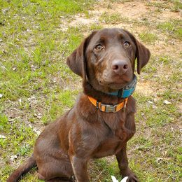 Labrador Retrievers from Mulberry Creek Kennels