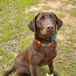 Labrador Retrievers from Mulberry Creek Kennels