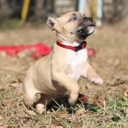 Zelda - Fawn female American Staffordshire Terrier puppy in Hohenwald, Tennessee from AptiBull Terriers