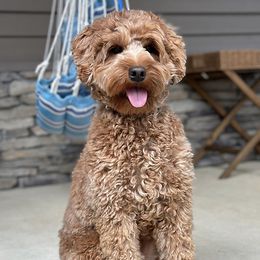 Ruby - Australian Labradoodle