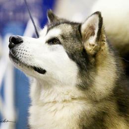 Mingo - Alaskan Malamute