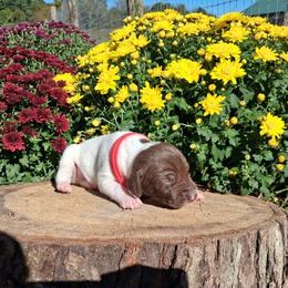 Boy 1 - male German Shorthaired Pointer puppy in Potosi, Wisconsin from Point and Flush Gun Dogs