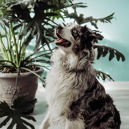 Merlin - Australian Shepherd