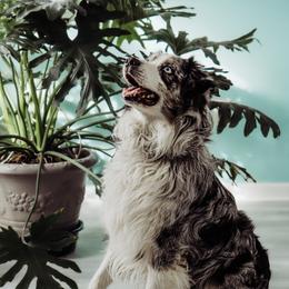 Merlin - Australian Shepherd