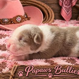 Harley Quinn - Blue female American Bully puppy in El Paso, Texas from PaPaws Gotta Love It Kennels