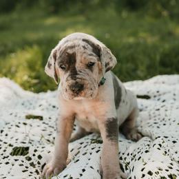 Light blue - Merle female Great Dane puppy in Ulen, Minnesota from Hogenson Family Farm