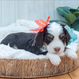 Almond Joy - Brown and white female Bernedoodle puppy in Fairfield, Illinois from Positively Doodles