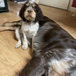 English Springer Spaniel Puppies from Sweet Southern Spaniels