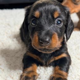 Rex - Black and tan male Dachshund puppy in Palmetto Bay, Florida from Rightous Way Kennel