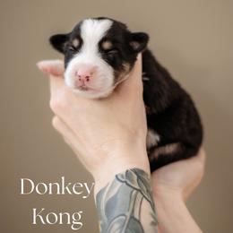 DONKEY KONG - Black tri male Miniature American Shepherd puppy in Puyallup, Washington from FERGI’S GEMINI MAS